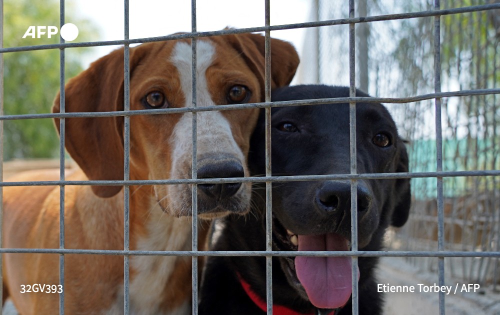 More than 3,000 dogs are estimated to be housed in shelters across Cyprus. Photo: AFP