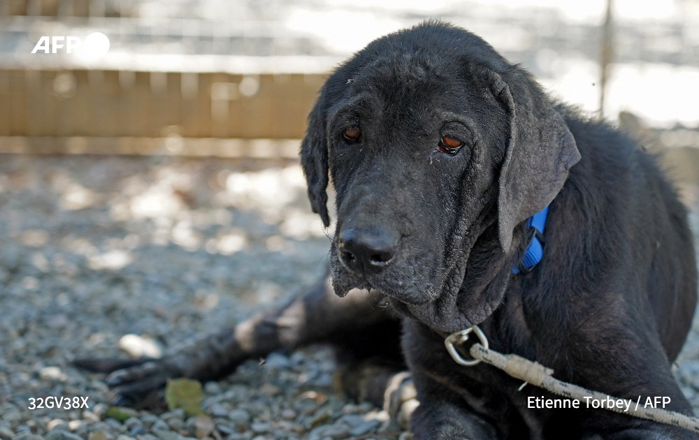 More than 3,000 dogs are estimated to be housed in shelters across Cyprus. Photo: AFP