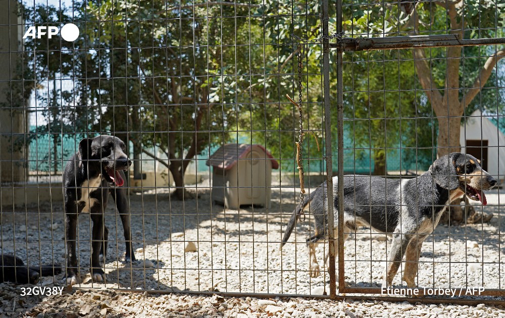 More than 3,000 dogs are estimated to be housed in shelters across Cyprus. Photo: AFP