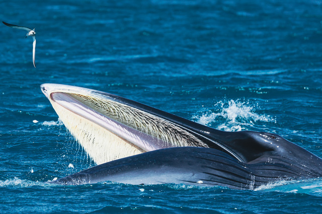 A Bryde’s whale lunges toward fish in the waters near De Gi Beach in Phu Cat District, Binh Dinh Province, Vietnam. Photo: Ngo Tran Hai An / Tuoi Tre