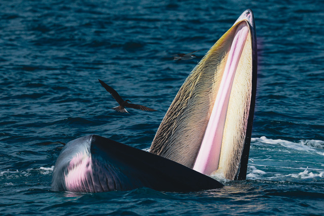 A Bryde’s whale lunges toward fish in the waters near De Gi Beach in Phu Cat District, Binh Dinh Province, Vietnam. Photo: Ngo Tran Hai An / Tuoi Tre