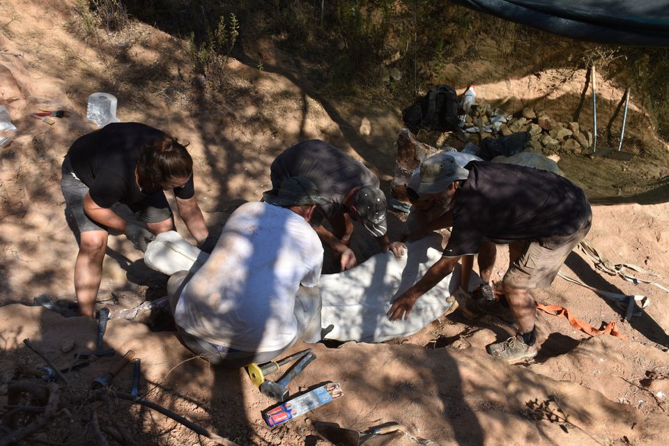 A view during the extraction of a plaster jacket with some partial dorsal ribs of a sauropod dinosaur at the Monte Agudo fossil site, in Pombal, Portugal in this handout taken August 2022. Photo: Instituto Dom Luiz (Faculty of Sciences of the University of Lisbon) /Handout via REUTERS