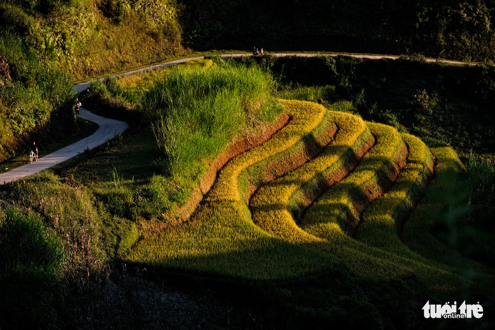 Terraced rice fields look like stairs amid forests. Photo: Nam Tran / Tuoi Tre