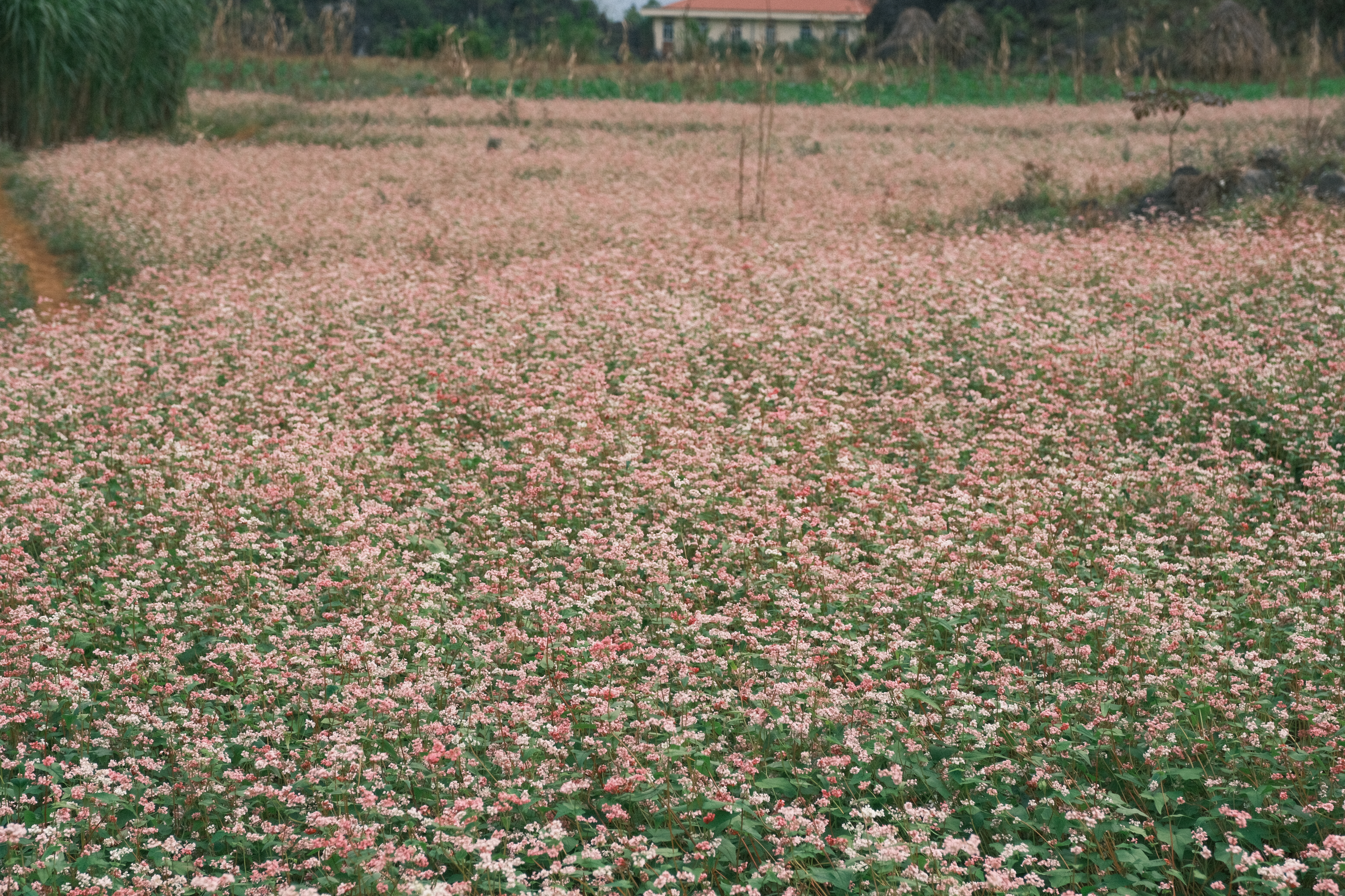 The flowering buckwheat field in Dong Van district, Ha Giang province, in a photo provided by the JVGA.
