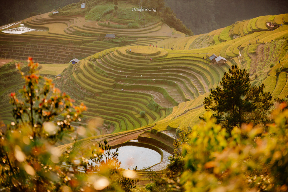 Vietnam’s Mu Cang Chai in ripe rice season a feast for the eyes