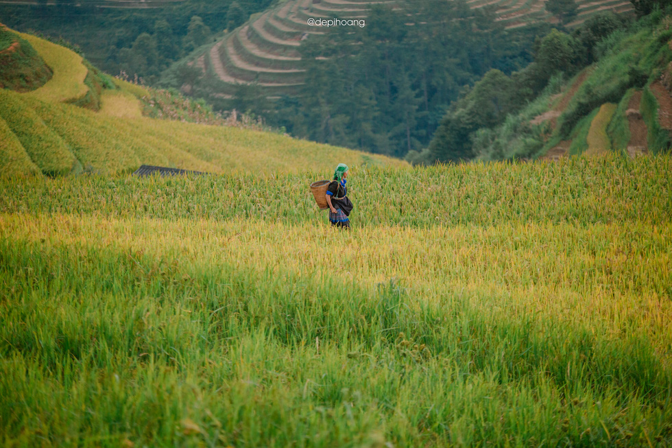 The people in Mu Cang Chai work hard to live off the land. Photo: Hoang Diep / Tuoi Tre