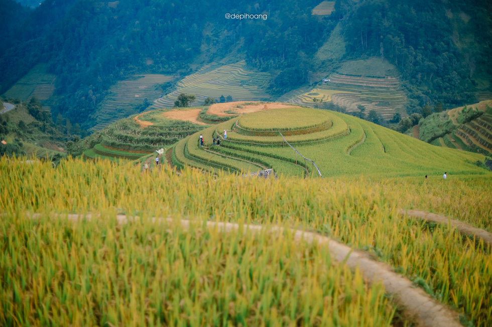 Ripe rice fields are relatively common but no place in Vietnam can surpass the beauty of Mu Cang Chai.