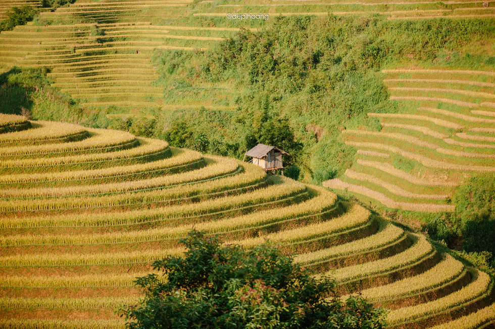 Yellow ripe rice fields blankets every corner of Mu Cang Chai. Photo: Hoang Diep / Tuoi Tre