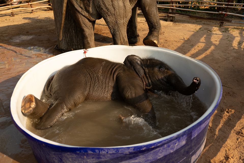 Baby elephant Pangmaemae Plainamo takes a bath at Ba Ta Klang village in Surin, Thailand April 8, 2022. Photo: Reuters