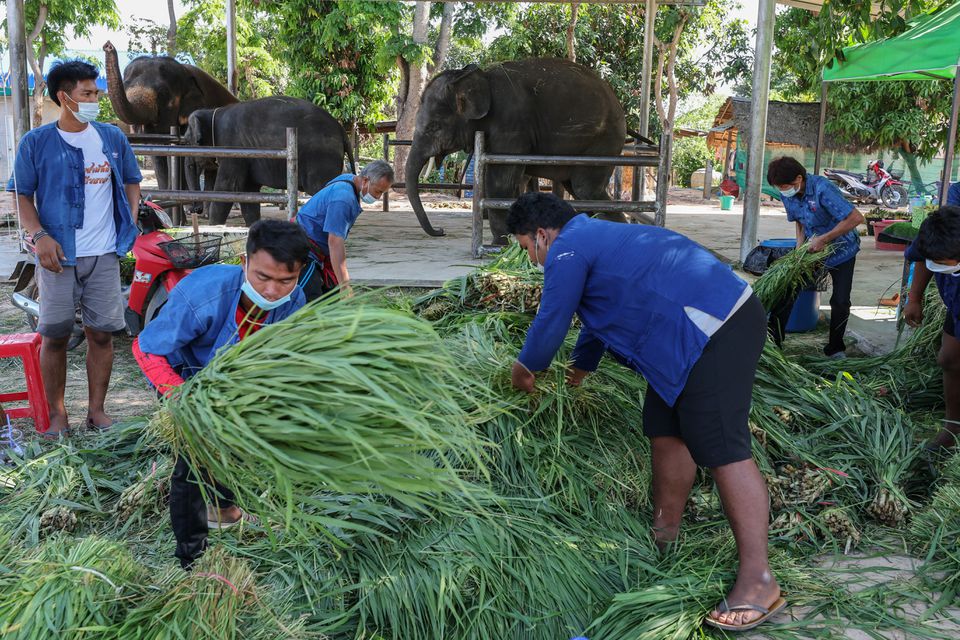 Men pile up grass to be fed to elephants attending a tourist show at Ba Ta Klang village in Surin, Thailand April 5, 2022. Photo: Reuters