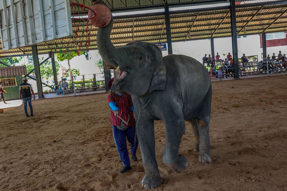 An elephant is forced to play basketball during a show for local tourists at Ban Ta Klang elephant village in Surin, Thailand April 5, 2022. Photo: Reuters