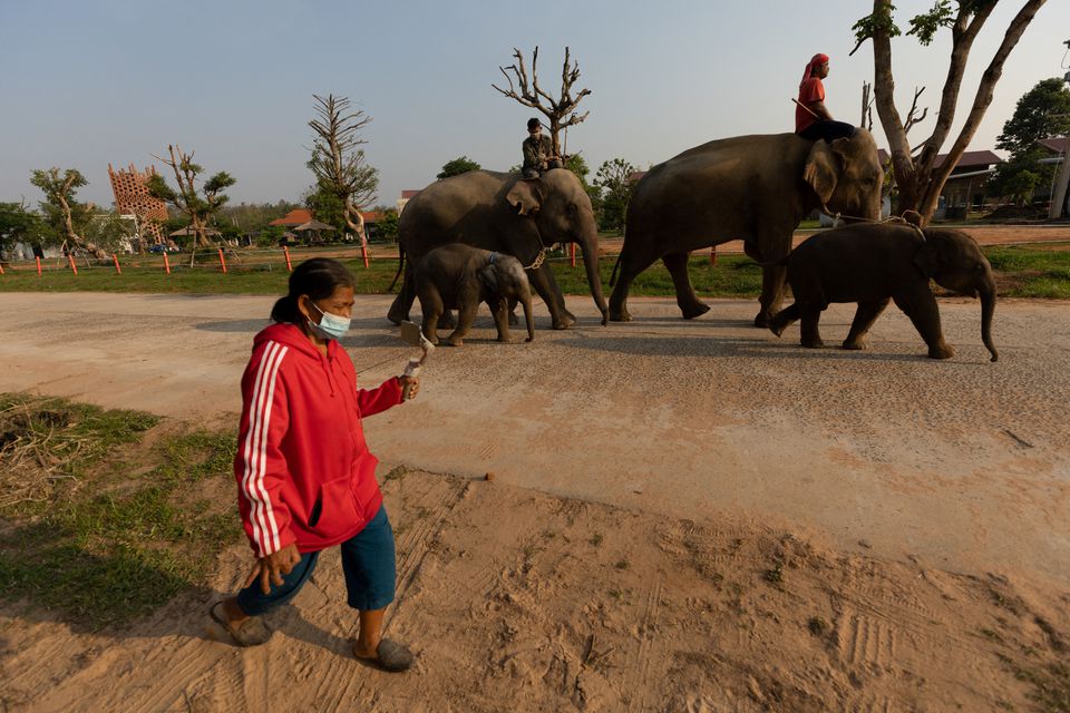 A woman, who is married to a mahout, walks next to elephants while live-streaming on social media at Ba Ta Klang village in Surin, Thailand April 8, 2022. Photo: Reuters