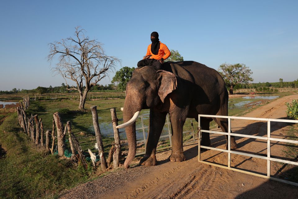A mahout with his face covered rides on an elephant while training for tourist shows at Ba Ta Klang elephant village in Surin, Thailand April 5, 2022. Photo: Reuters