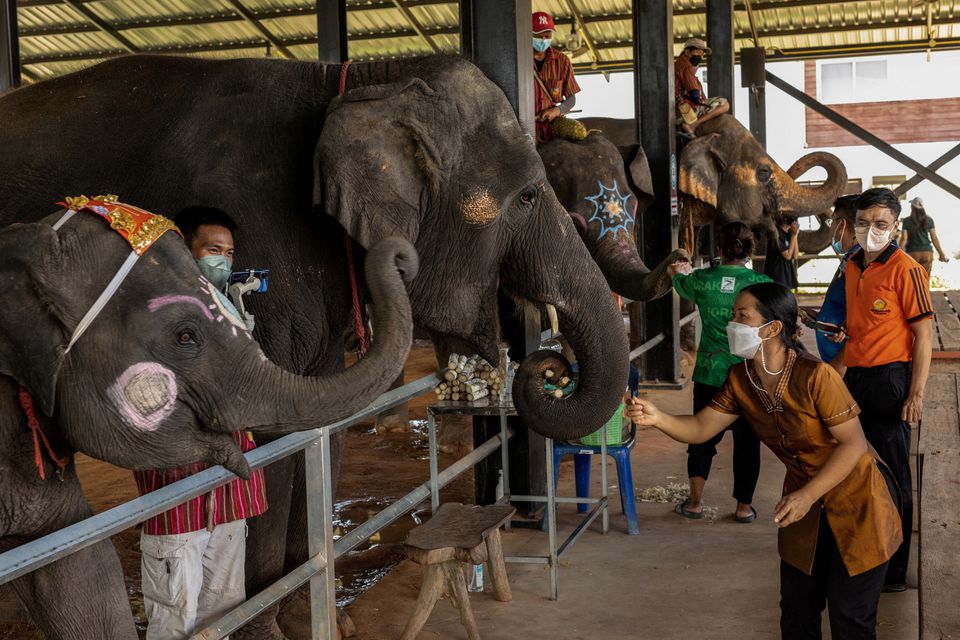 Tourists feed elephants during a show at Ban Ta Klang elephant village in Surin, Thailand June 16, 2022. Photo: Reuters
