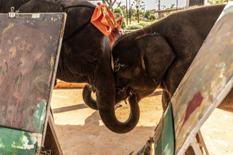 Two elephants touch each other after performing in a painting show for local tourists at Ba Ta Klang elephant village in Surin, Thailand June 16, 2022. Photo: Reuters