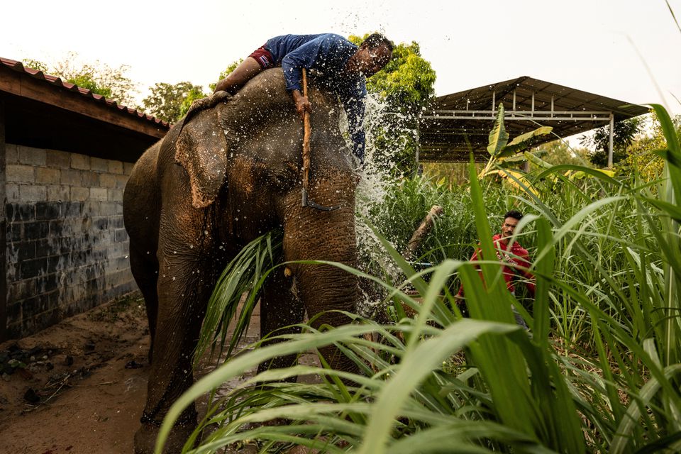 A mahout named Im bathes his 70-year-old male unemployed elephant Kam-Sang at Ban Ta Klang village in Surin, Thailand April 6, 2022. Photo: Reuters
