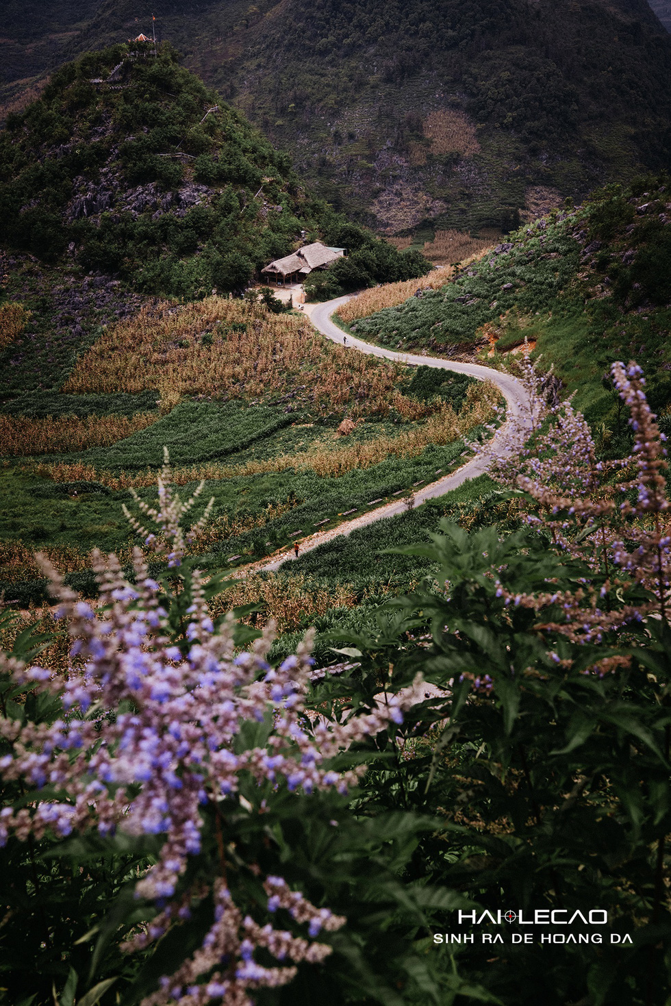 Ha Giang transforms into colorful and romantic wonderland in September, when buckwheat flower, brassica napus and wild sunflowers bloom. Photo: Hai Le Cao / Tuoi Tre