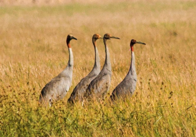 Vietnam national park to receive 2 Sarus cranes from Laos, eggs from Thailand