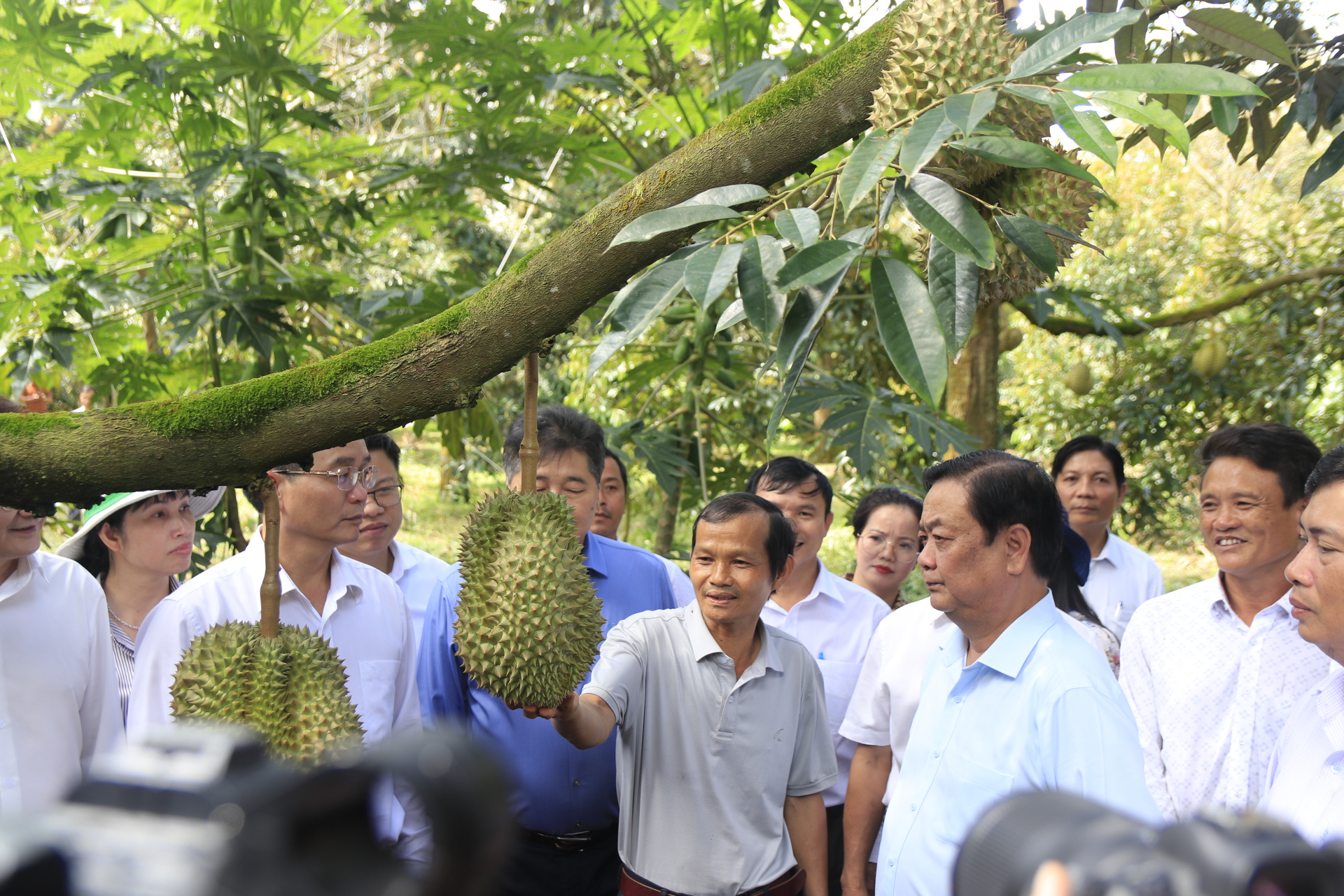 Minister of Agriculture and Rural Development Le Minh Hoan (R, 3rd) visits a durian farm in Dak Lak Province, Vietnam. Photo: The The / Tuoi Tre