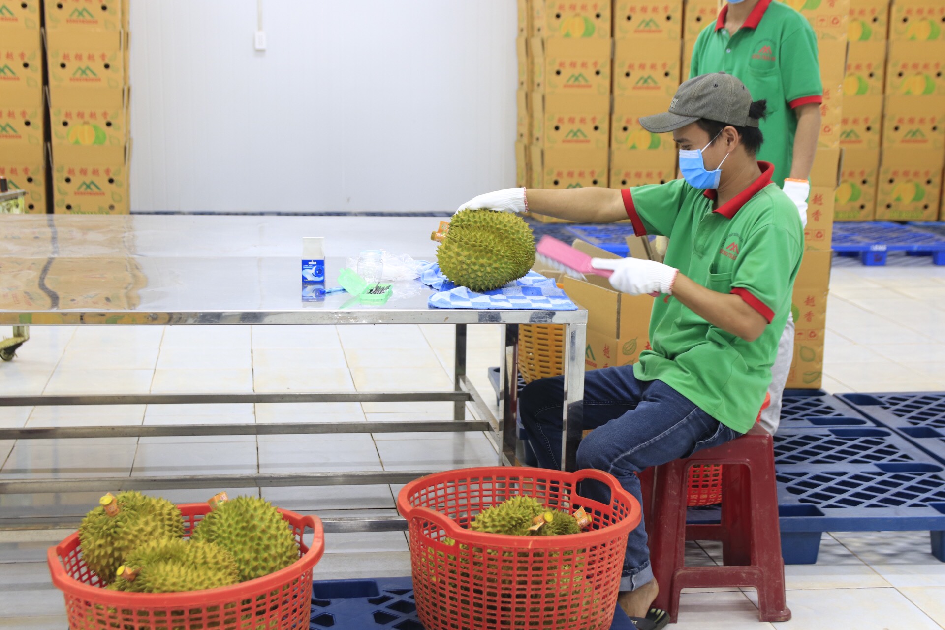 Durians are processed in Dak Lak Province, Vietnam before being exported to China. Photo: The The / Tuoi Tre