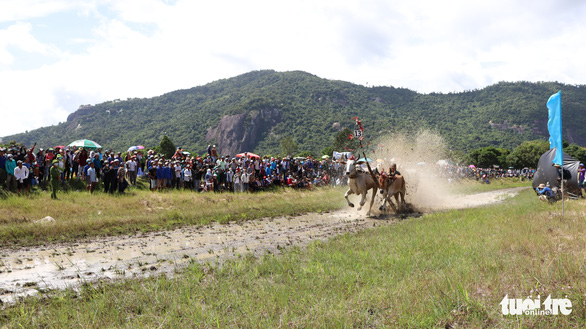 Ox racing comes back to Vietnam's Mekong Delta after two years of COVID-19