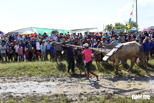 Jockeys get an ox back after it ran off the track during the race in Tinh Bien District, An Giang Province on September 18, 2022. Photo: Minh Khang / Tuoi Tre
