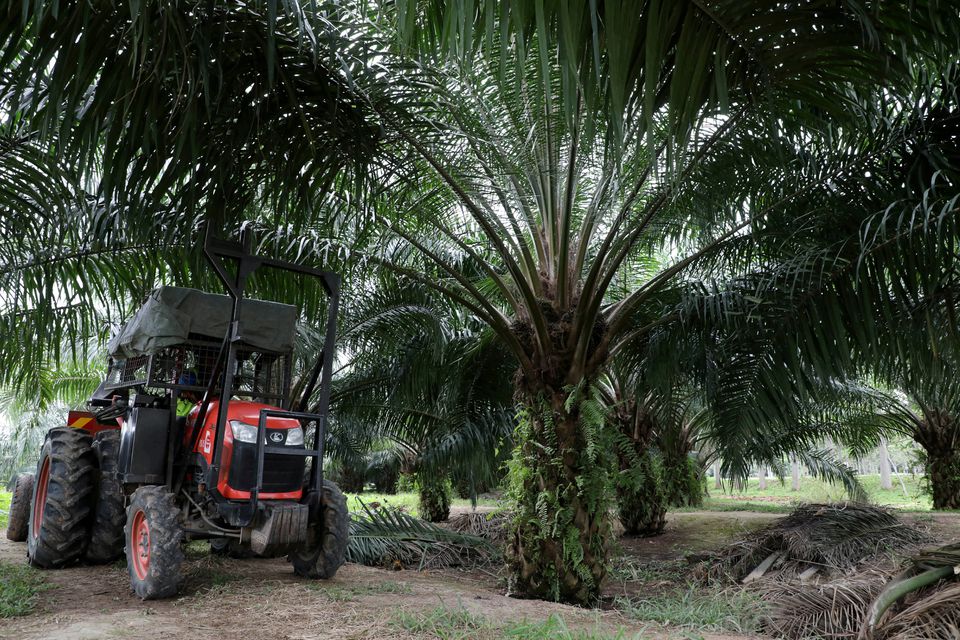 Analysis: Asian farmers plant to boost palm oil output, seedling shortage slows pace