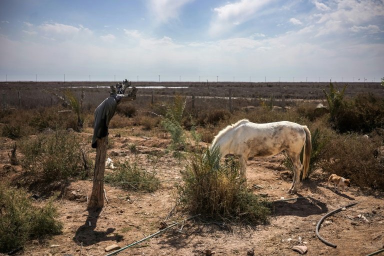 Parched land: a thin horse looks for grass at Ras al-Bisha in southern Iraq. Photo: AFP