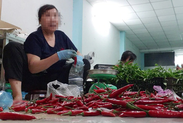 A worker chooses fresh chilies and packs them into new plastic bags. Photo: Bong Mai / Tuoi Tre