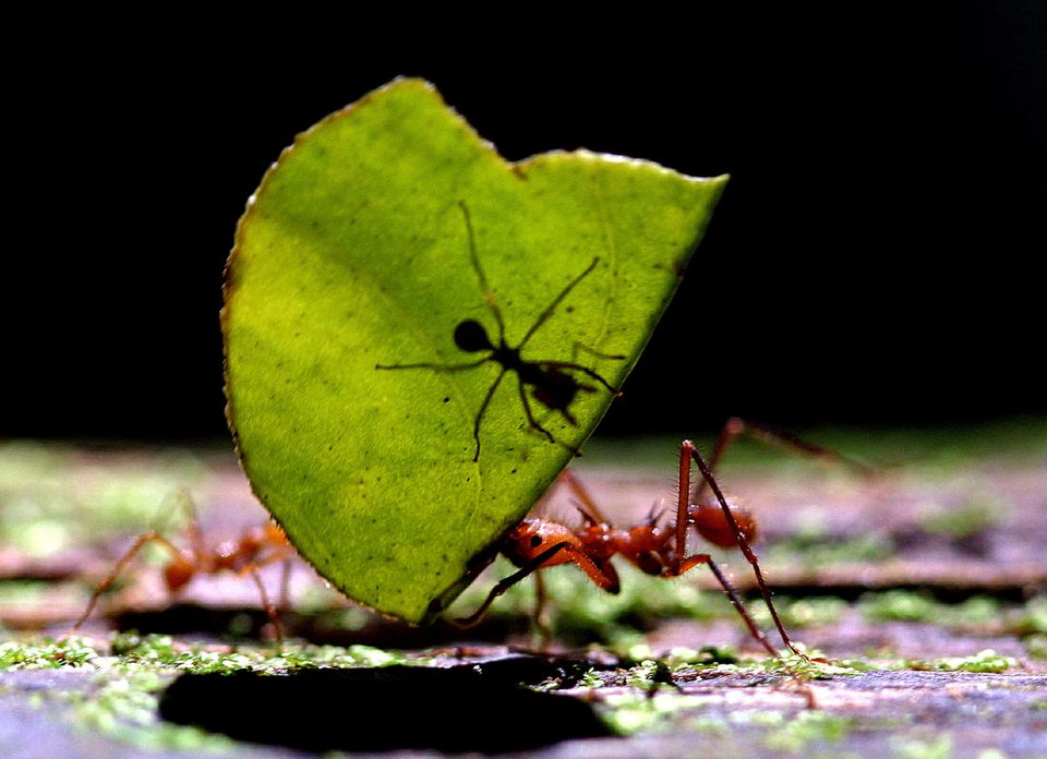 The ants go marching one by one - 20 quadrillion of them