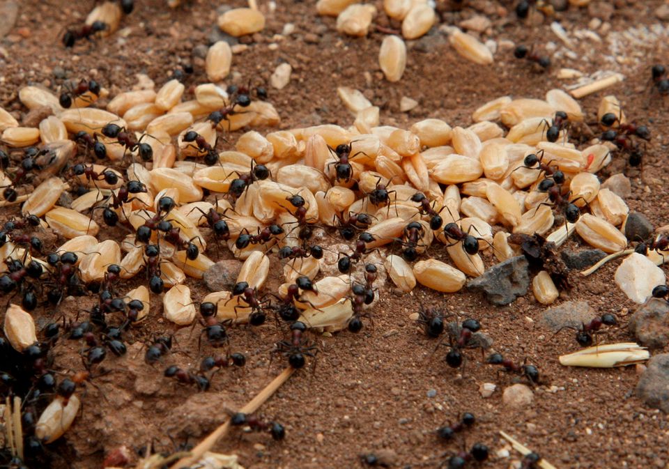 Ants carry grains of wheat in a field in Assanamein area, south of Damascus August 20, 2009. Photo: Reuters
