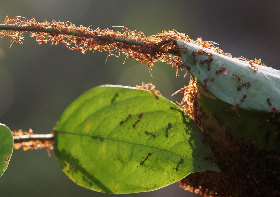 A colony of weaver ants build their nest from leaves in Kuala Lumpur January 31, 2009. Photo: Reuters