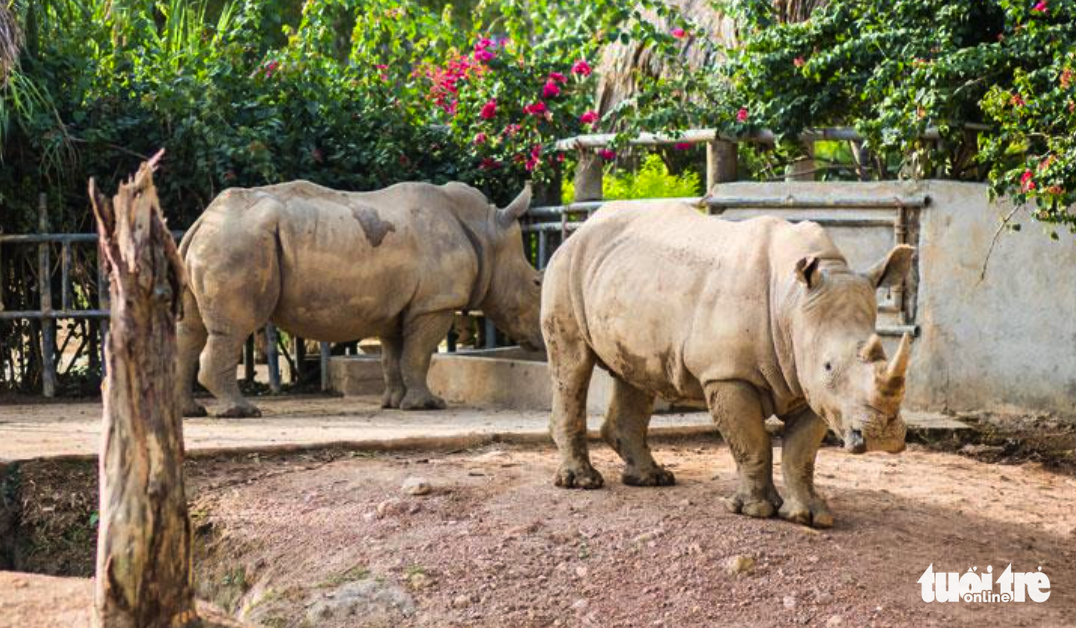 6 rhinos die of unknown reason at eco-tourism area in Vietnam