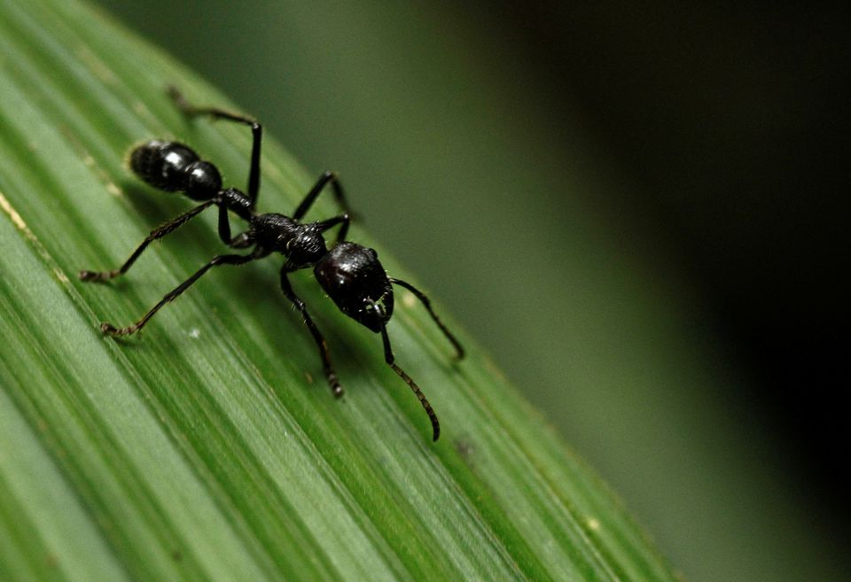 A bullet ant (Paraponera clavatta) walks on a leaf at the Braullio Carrillo National Park, 50 kilometers (31 miles) east of San Jose, June 5, 2012. Photo: Reuters