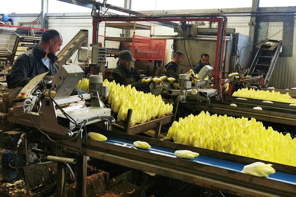 Workers cut endives from bulbs on which they are grown to process them for packaging on the production floor of the De La Marliere endive production site in Bouvines, France, September 16, 2022. Photo: Reuters