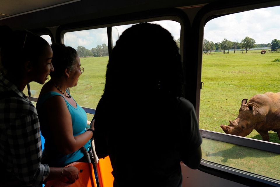 A group of partial hearing visitors look at a white rhinoceros during a tour in an enclosed plain at the Cuba's national zoo in Havana, Cuba, September 21, 2022. Photo: Reuters