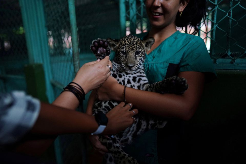 A group of partial hearing visitors touch a four-month-old jaguar cub named Cindy at the Cuba's national zoo in Havana, Cuba, September 21, 2022. Photo: Reuters