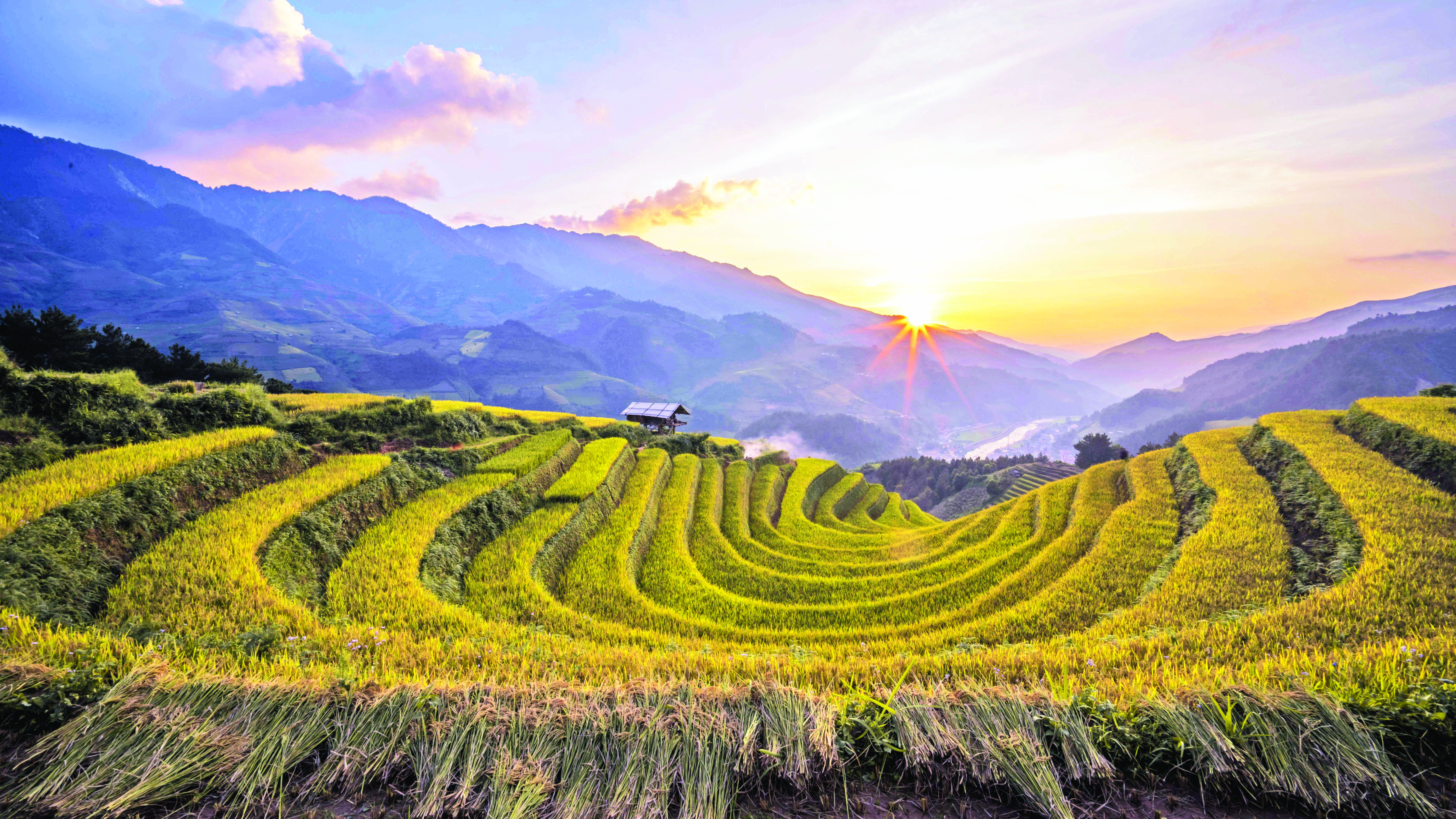 Ripening rice fields in Mu Cang Chai District, Yen Bai Province, Vietnam. Photo: Tuoi Tre