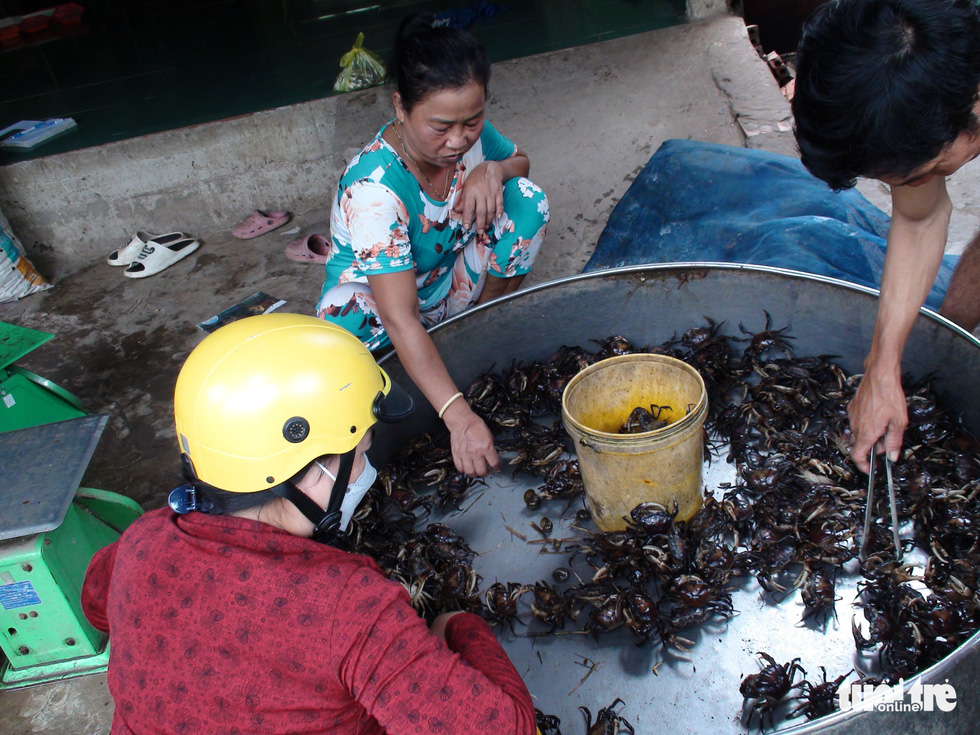 Bich Thuy field crab wholesaling point, run by Nguyen Van Mong and his wife, is crowded every day.