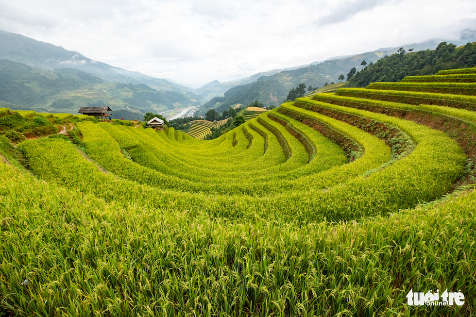Forests, mountains, sky, and terraced rice fields create a poetic natural landscape. Photo: Nam Tran / Tuoi Tre