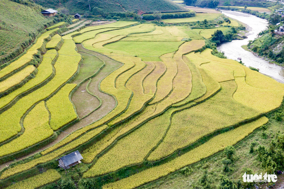 Yellow rice fields blanket every corner of Mu Cang Chai. Photo: Nam Tran / Tuoi Tre
