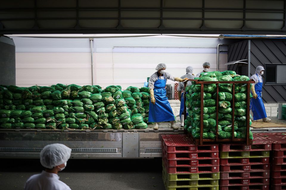 Employees unload napa cabbages at Cheongone Organic Kimchi factory in Cheongju, South Korea, September 26, 2022. Photo: Reuters