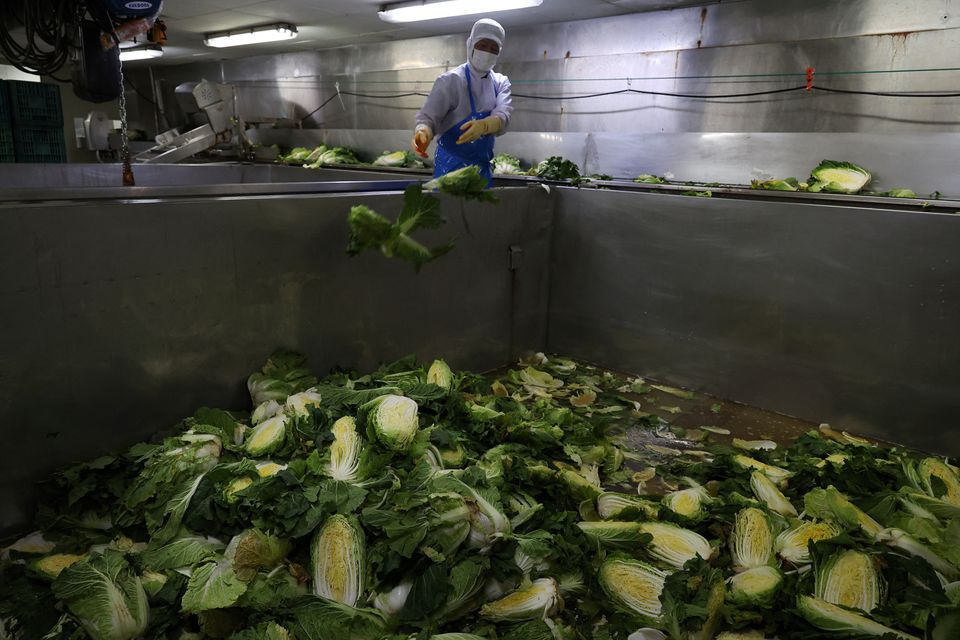 To tackle a kimchi crisis, South Korea banks on massive cabbage warehouses | Tuoi Tre News
