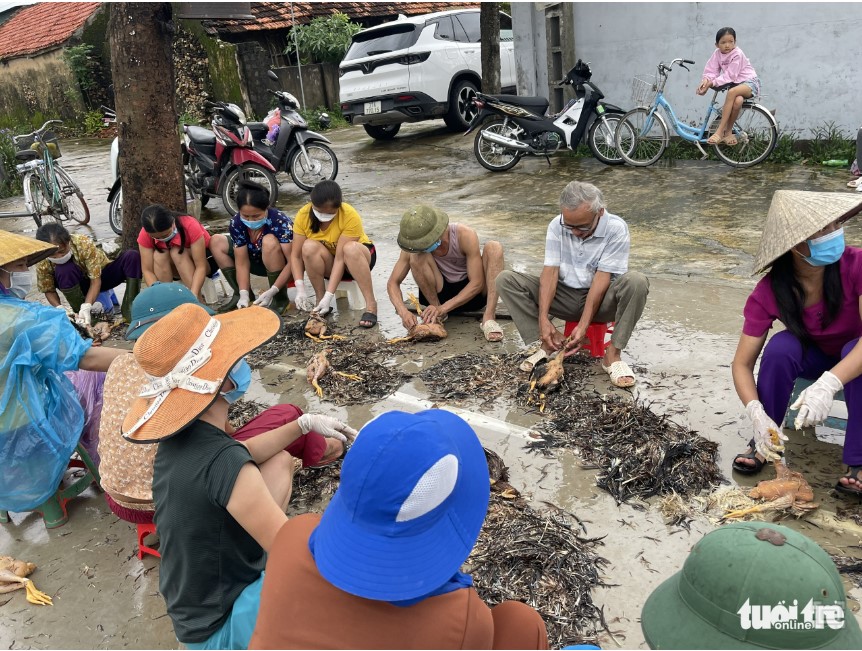 Each neighbor processes a dead chicken to remove more than 4,000 chickens that died from the flood. Photo: Viet Phong / Tuoi Tre