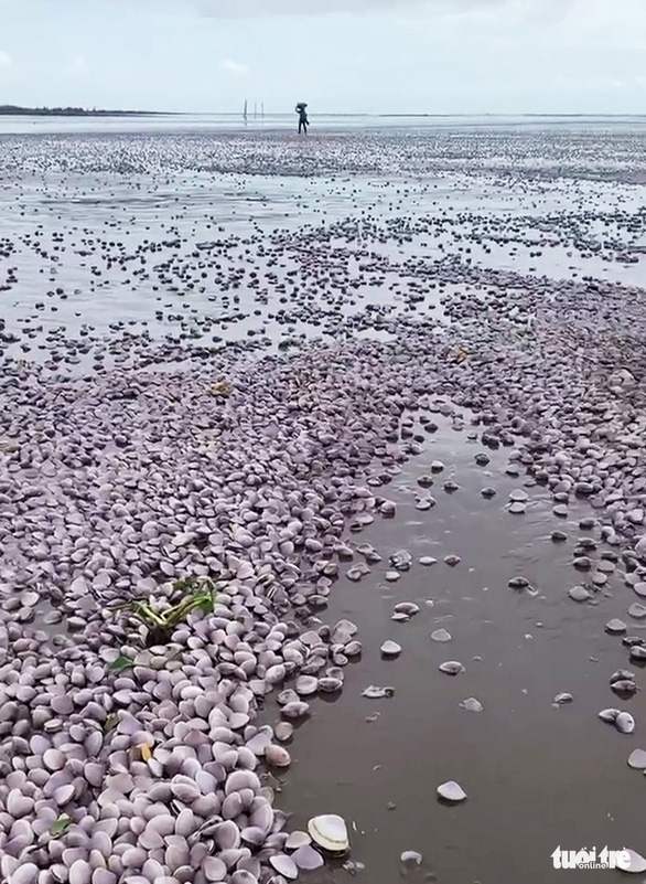 Many shells can be seen washed ashore in an alluvial area of Con Lu, Giao Thuy district, northern Nam Dinh province. Photo: K. Linh / Tuoi Tre