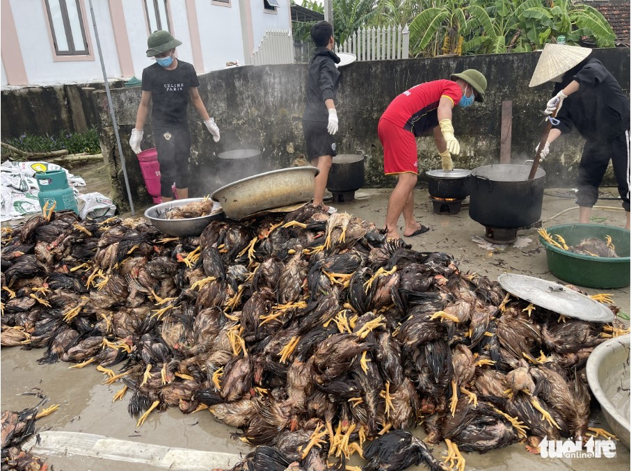 Without the help of neighbors, The and his wife cannot quickly process the chickens into animal feed. Photo: Viet Phong / Tuoi Tre