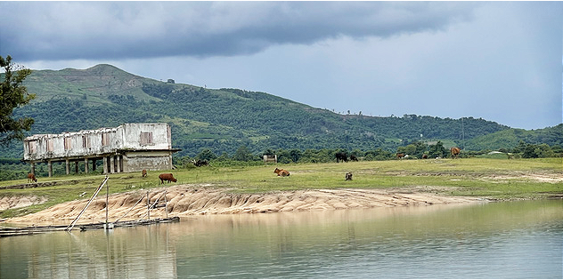 Cattle are kept at Y Luyen Nie Kdam’s farm within the Ea So nature reserve in Dak Lak Province, Vietnam. Photo: Trung Tan / Tuoi Tre