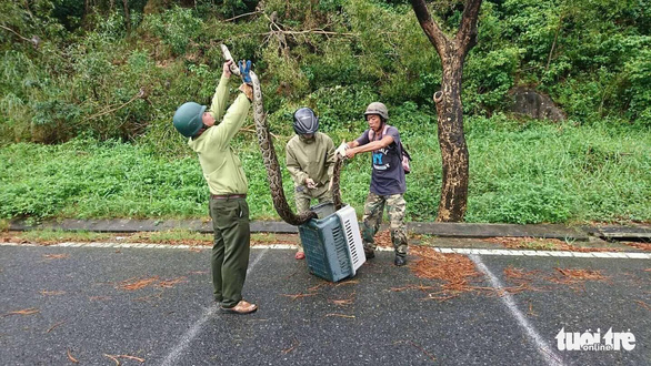 Rangers put the python into a cage to transport it to a station for further care in Da Nang, October 9, 2022. Photo: Ngoc Truc / Tuoi Tre