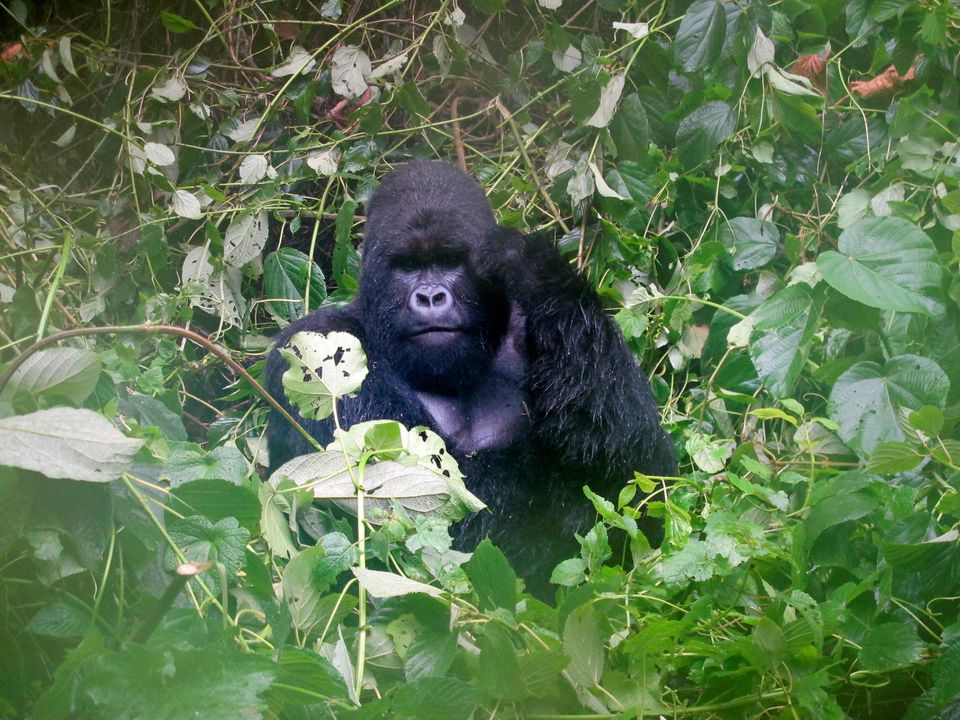 A mountain gorilla is photographed in Virguna National Park located in the Democratic Republic of Congo (DRC) April 4, 2014. Photo: Reuters