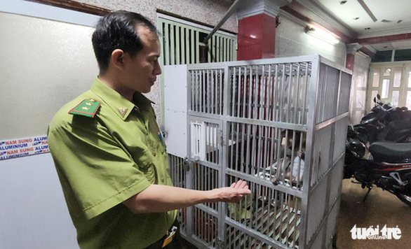 The long-tailed macaque that the Ho Chi Minh City forest protection division received from Tran Thi Lan in Binh Thanh District.